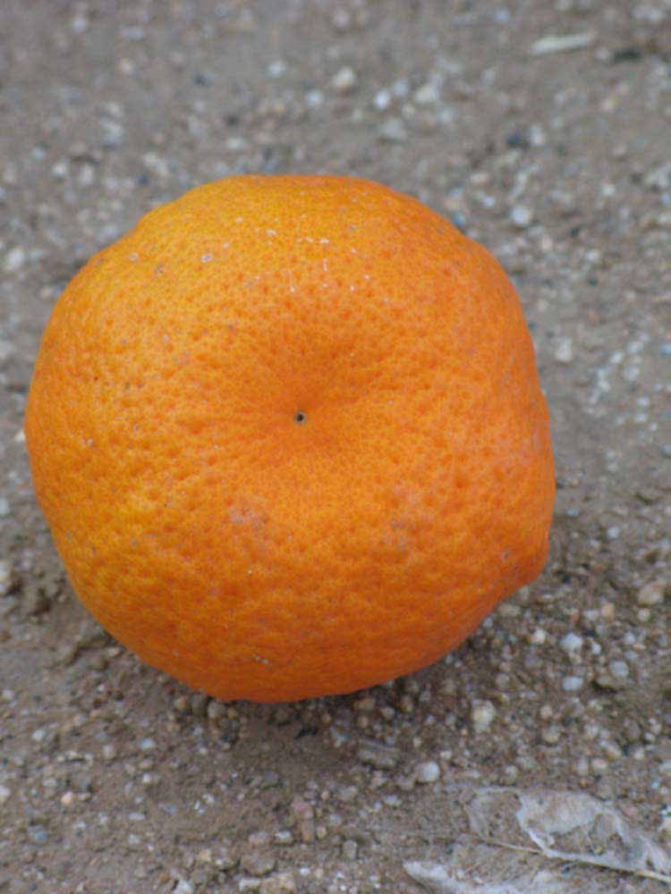            Fruit (Riverside, CA)   